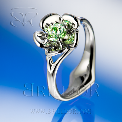 Bellis Perennis G set